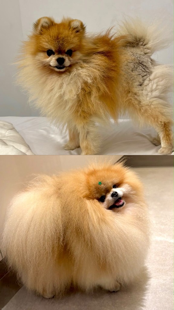 Antes e depois de Spitz Alemão com Alopecia X após grooming premium na Guga Costa