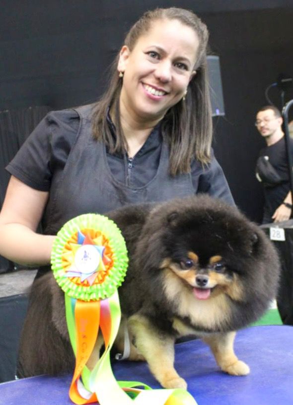 Guga com Pomerânia, fita de premiação e mesa de banho e tosa